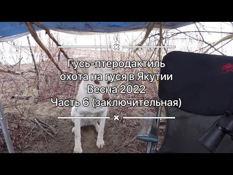 Видео: Гусь-птеродактиль / Охота на гуся весна 2022 / часть 6 (заключительная)