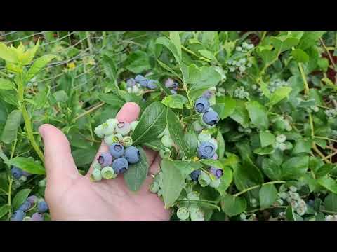 Видео: Часть 2  Голубика 8 лет без подкислений и без удобрений
