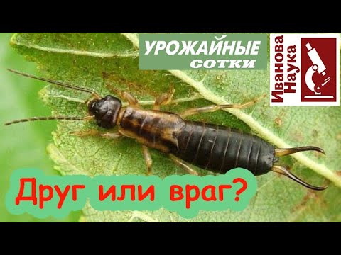 Видео: А кто ЭТО на ПЕРЦАХ наделал??? Неоднозначный гость в нашем саду и огороде.