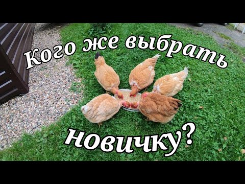 Видео: Какую породу кур выбрать новичку?