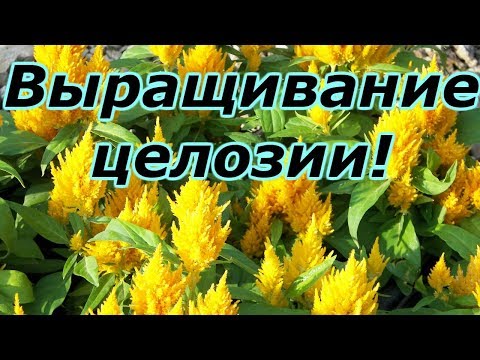 Видео: ЦЕЛОЗИЯ ГРЕБЕНЧАТАЯ -СРОЧНО ПИКИРУЕМ!