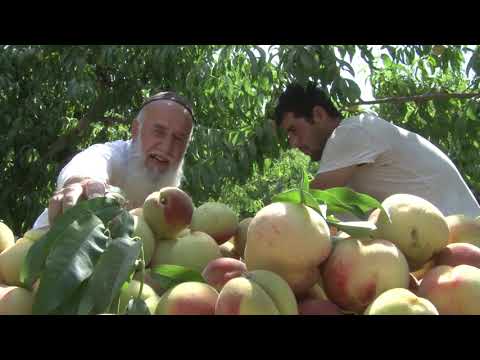 Видео: ҲОСИЛИ ФАРОВОНИ ШАФТОЛУ ДАР БОҒҲОИ НОҲИЯИ ҶАЛОЛИДДИНИ БАЛХИИ ВИЛОЯТИ ХАТЛОН