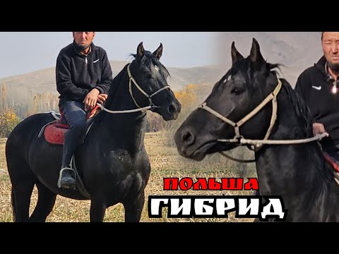 Видео: ПОЛьША АРГЫН АРАВАНДА