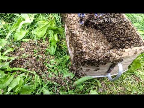 Видео: Пчелиный рой. Что делать после поимки?