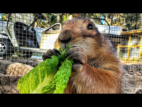 Видео: Видеоблог Sanctuary!