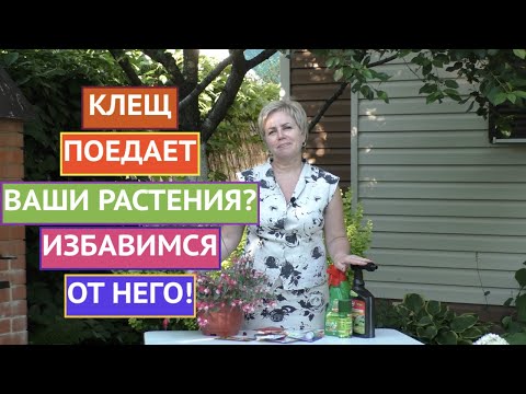 Видео: ПРОГОНЯЕМ КЛЕЩА С НАШИХ РАСТЕНИЙ! ЭТИ СРЕДСТВА ТОЧНО ПОМОГУТ!