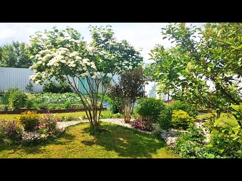 Видео: Как Сформировать Красивое Деревце из Неприхотливых Кустарников. Идея формировки Калины  #сад #garden