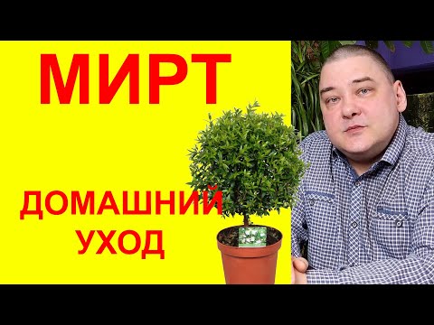 Видео: Мирт. Уход в домашних условиях