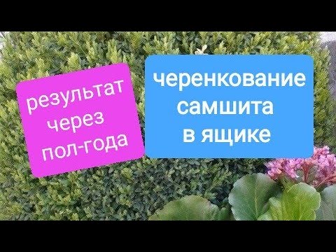 Видео: Легкий надежный метод. Черенкование размножение самшита.Что получилось через пол-года. Boxwood. Buxo