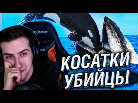 Видео: Hellyeahplay смотрит: Вот Почему Все Киты Боятся Косатки