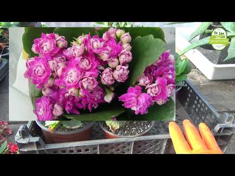 Видео: Как се размножава и отглежда Каланхое..? - Част 2.