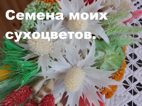 Видео: Предлагаю семена моих сухоцветов 2021 года.