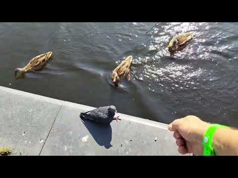 Видео: На Кёнигсберг. Часть 2. Озеро Тихое. Светлоежики. Море