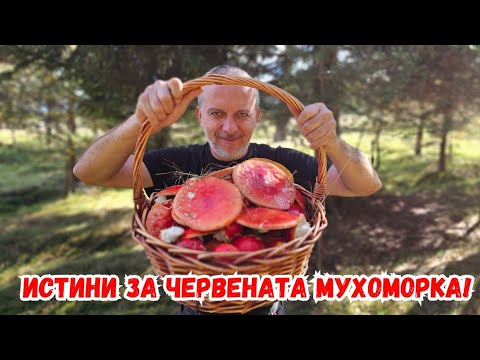 Видео: Полезна информация за #amanitamuscaria 