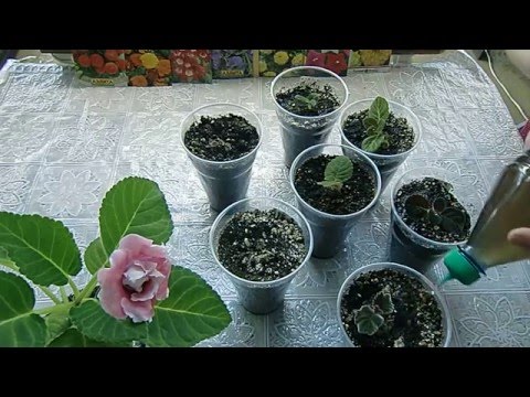 Видео: 🌼Переросшие клубни глоксиний, посадка !!! Сильно длинные ростки 🌱How to grow gloxinia part №13