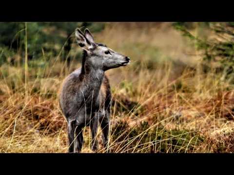 Видео: Суровые времена года: выживание в лесу