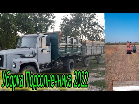 Видео: Уборка подсолнуха 2022! Газ 4301 с прицепом! СК5 м 1НИВА. Без поломок никак...