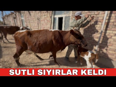 Видео: СУТЛИ ТАЗА ПАРТИЯ СЫЙЫРЛАР КЕЛДИ.