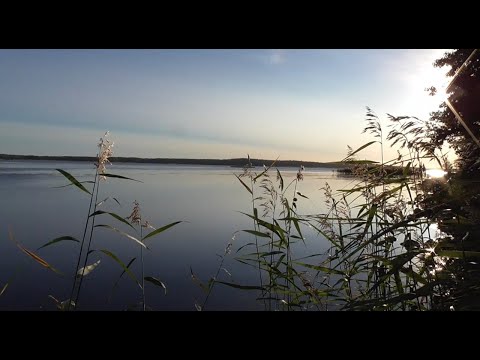 Видео: Рыбалка на Вуоксе в районе Барышево