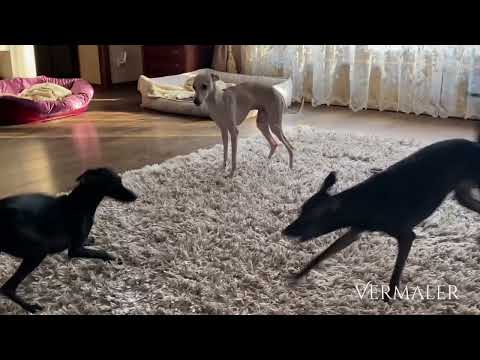 Видео: 🐕Левретки перезагружаются