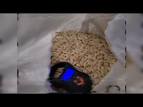 Видео: Перші гроші на гарбузах. Бариги НЕ обманюють !!! @життязприродою 