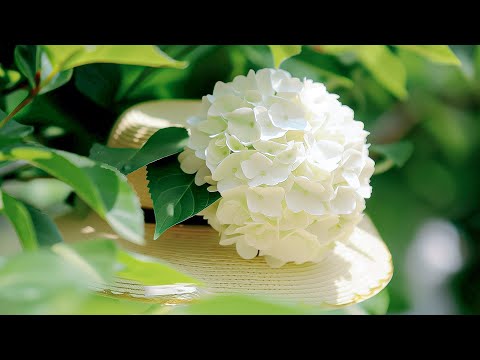 Видео: Фортепианная расслабляющая музыка 🌿 Исцеляет разум, Музыка лечит все тело, Расслабляет мозг