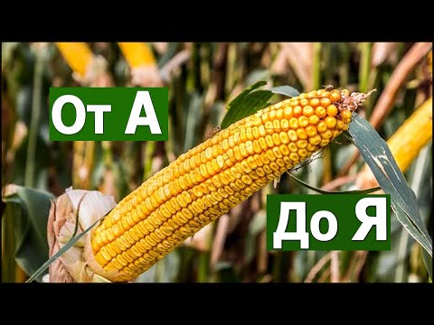 Видео: ✅️"Выращивание кукурузы" от А до Я #СельхозТехникаТВ / "Cultivation of corn" from A to Z