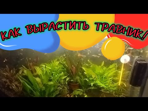 Видео: Как разводить Гуппи. КАК ВЫРАСТИТЬ АКВАРИУМ ТРАВНИК