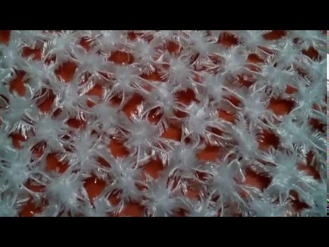 Видео: Соломоновые петли крючком. Урок1. Crochet: Solomon's knot