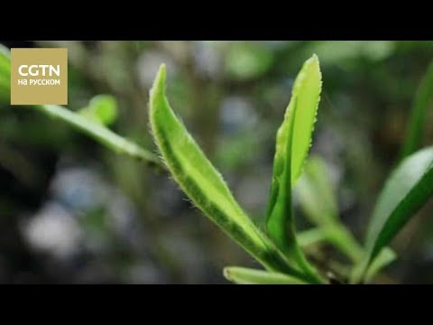 Видео: Чай - история одного листа Серия 1 Тепло земли и ладоней Часть 1 [Age0+]