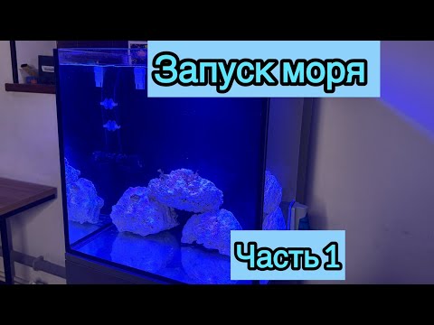 Видео: Запуск морского аквариума/ 100литров