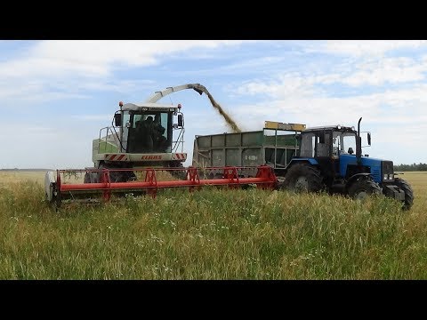 Видео: Уборка зерносенажа