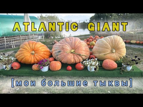 Видео: 😱 20. Мои Большие Тыквы Атлантический Гигант [Atlantic Giant] 2024 г.