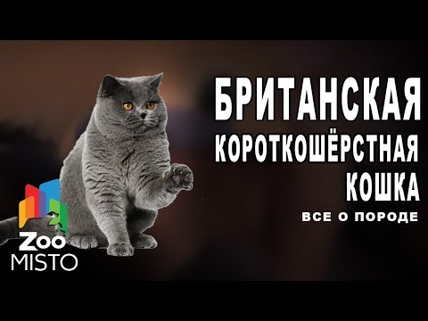 Видео: Британская короткошёрстная - Все о породе кошки | Кошка породы - Британская короткошёрстная