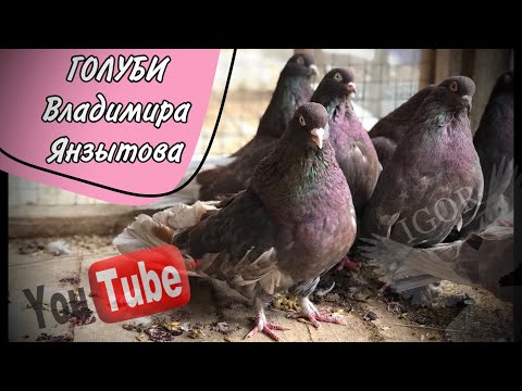 Видео: Николаевские , Минские , Пермские голуби Янзытова Владимира
