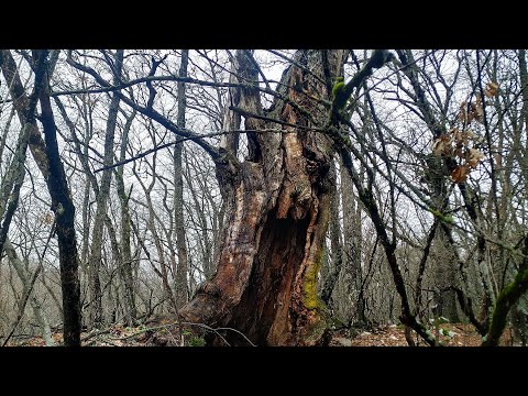 Видео: Классный коп в горах! Порадовала антика и не только.