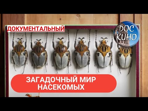 Видео: 🎭ЗАГАДОЧНЫЙ МИР НАСЕКОМЫХ 🌎 ДОКУМЕНТАЛЬНОЕ КИНО 🎆 2019