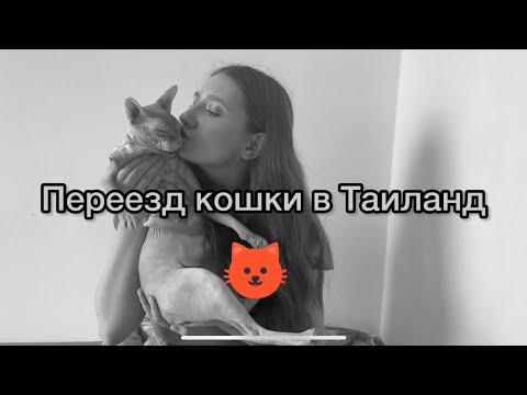 Видео: Как перевезти КОШКУ в Таиланд? ПЕРЕЕЗД с питомцем ЗАГРАНИЦУ. Какие документы? Сколько денег отложить