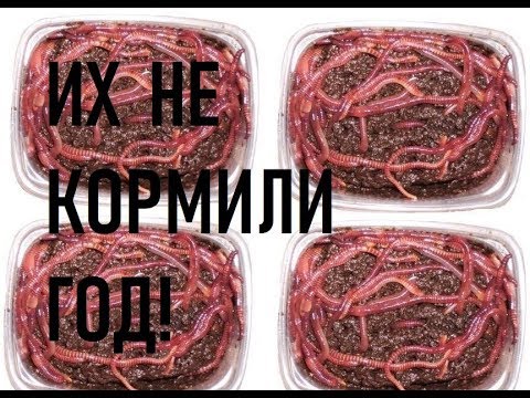 Видео: Что будет, если долго не кормить червей!? Деградация червей. Селекция червей