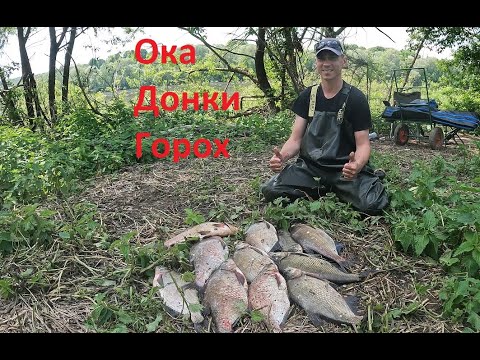 Видео: ЛОВЛЯ ЛЕЩА НА ГОРОХ!!! 15 кг рыбы за 4 часа!!! Насадка топ!!! ЖОР ЛЕЩА!!! Рыбалка на донки на Оке!!