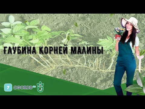 Видео: Глубина корней малины