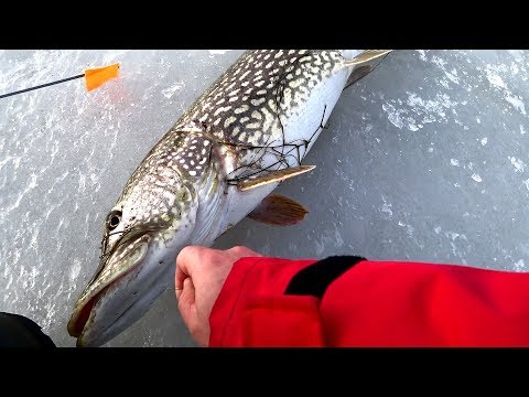 Видео: Зимняя рыбалка на жерлицы! Трофейные щуки рвут леску и не лезут в лунку!!! Вот это улов!