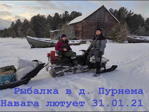 Видео: Ловля наваги на Белом море (дер. Пурнема)