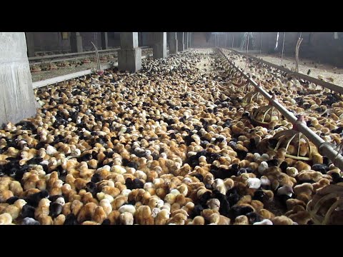 Видео: ВЫРАЩИВАНИЕ КУР НЕСУШЕК, КАК БИЗНЕС, Все от А до Я. / СOMO SE CRIARN GALINAS PONEDORAS