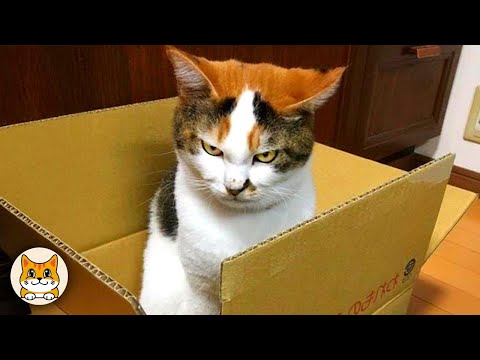 Видео: Самые смешные коты в Интернете! 😂