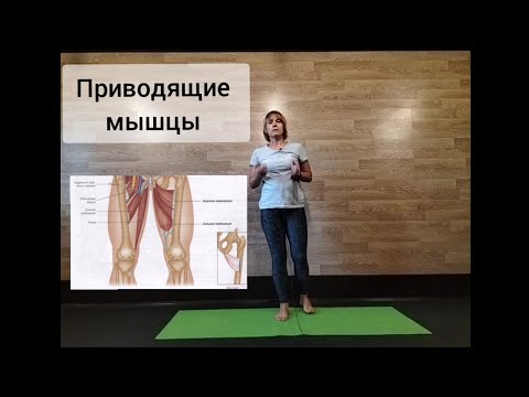 Видео: Мышцы приводящие бедро | Визуальная оценка| Упражнения #спина #мышцы #упражнения