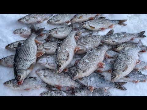 Видео: Ловим плотву на горьковском водохранилище.