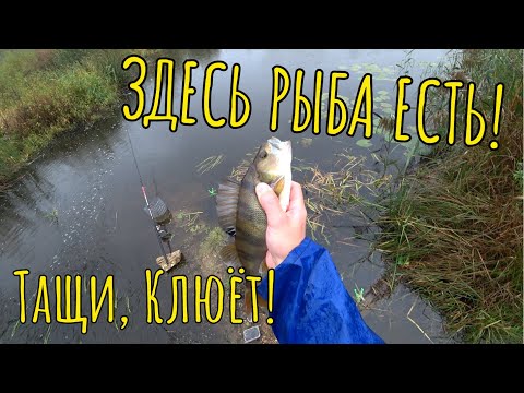 Видео: В ЭТОЙ ЛУЖЕ КРУПНЫЙ ОКУНЬ. РЫБАЛКА НА ПОПЛАВОК. Рыбалка 2024