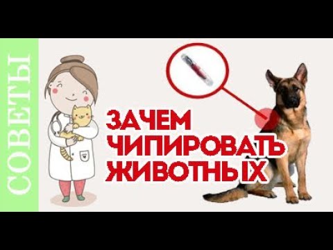 Видео: Зачем чипировать собаку, кошку? Новый закон о чипировании.