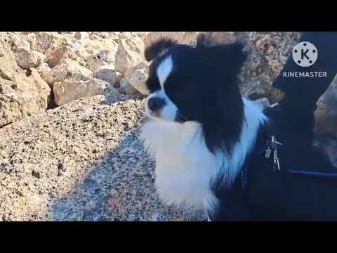 Видео: С Днём Рождения, Корсар Шаманович